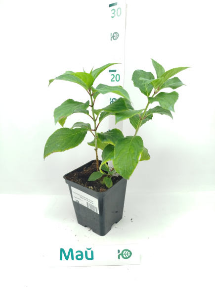 Гортензия Полар Бир (Polar Bear) метельчатая купить с доставкой