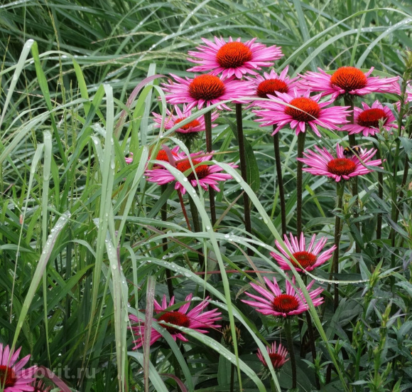 Эхинацея Пика Белла (Pica Bella) купить с доставкой Эхинацея Пика Белла (Pica Bella) купить с доставкой