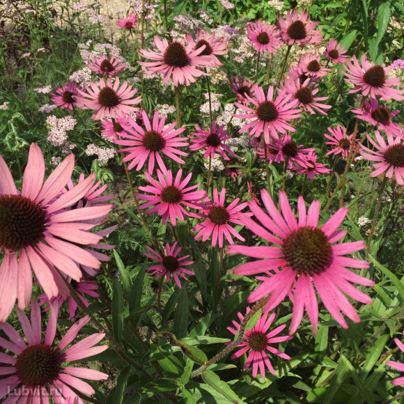 Эхинацея Пика Белла (Pica Bella) купить с доставкой Эхинацея Пика Белла (Pica Bella) купить с доставкой