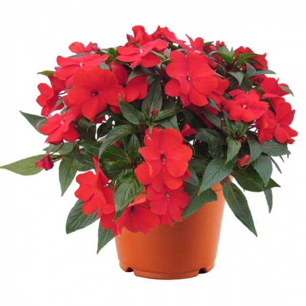 Купить Новогвинейский Бальзамин В Краснодаре На Юле