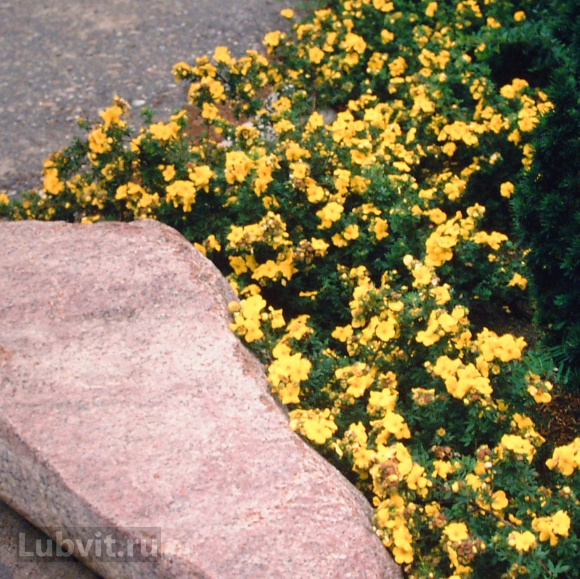 Лапчатка Ассортимент купить с доставкой Лапчатка Ассортимент купить с доставкой