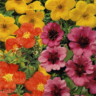 Лапчатка Ассортимент