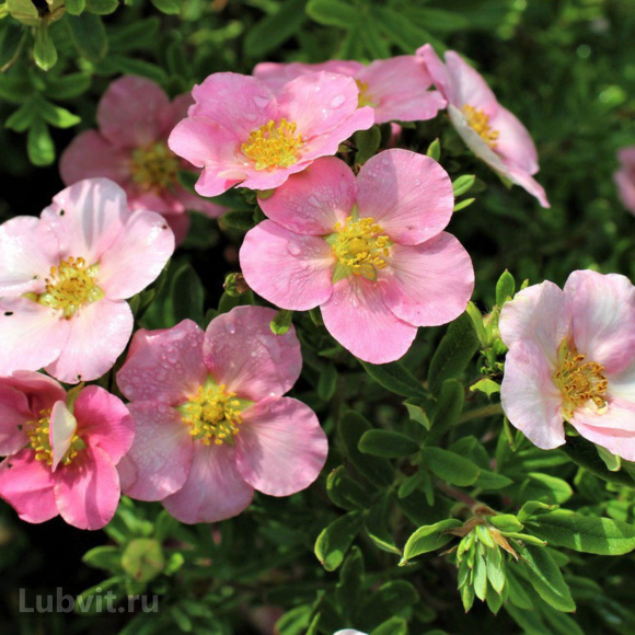 Лапчатка Ассортимент купить с доставкой Лапчатка Ассортимент купить с доставкой