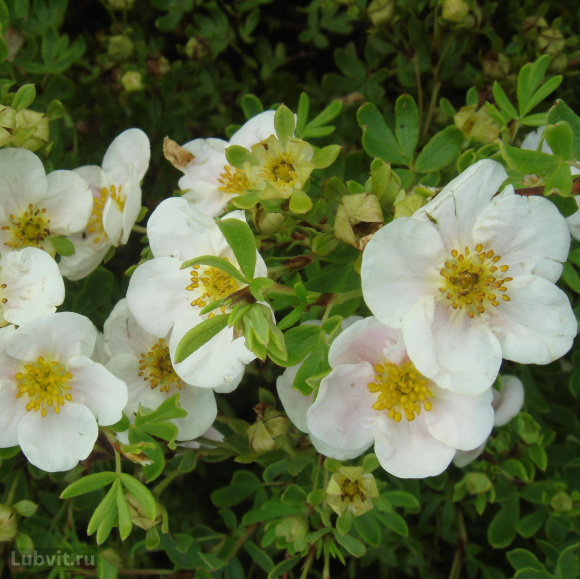 Лапчатка Ассортимент купить с доставкой Лапчатка Ассортимент купить с доставкой