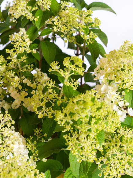 Гортензия Бобо (Bobo) метельчатая купить с доставкой