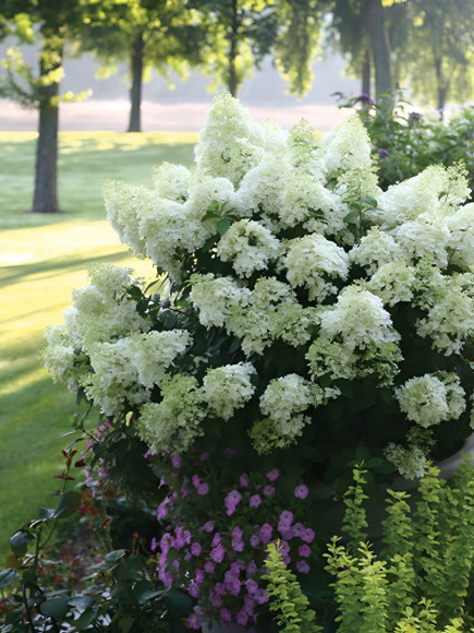 Гортензия Бобо (Bobo) метельчатая купить с доставкой