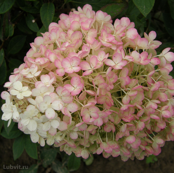 Гортензия Бобо (Bobo) метельчатая купить с доставкой Гортензия Бобо (Bobo) метельчатая купить с доставкой