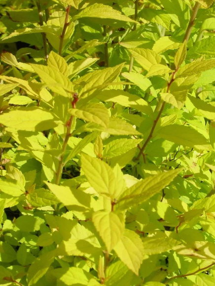 Спирея Голдмаунд (Goldmound) купить с доставкой