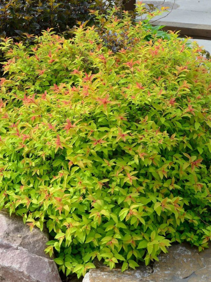 Спирея Голдмаунд (Goldmound) купить с доставкой