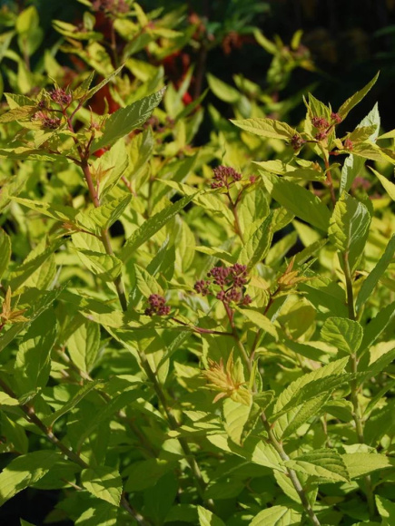 Спирея Голдмаунд (Goldmound) купить с доставкой