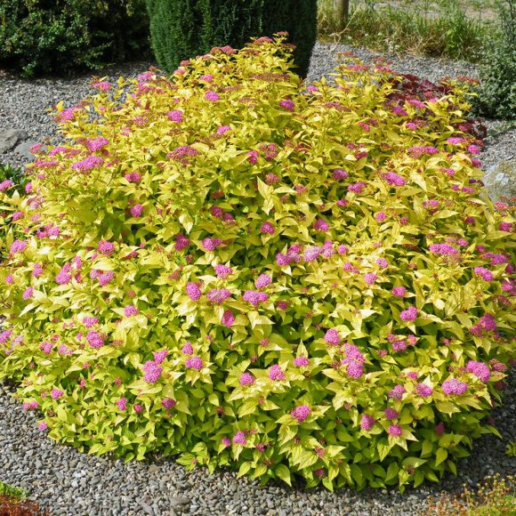 Спирея Голдмаунд (Goldmound) купить с доставкой Спирея Голдмаунд (Goldmound) купить с доставкой