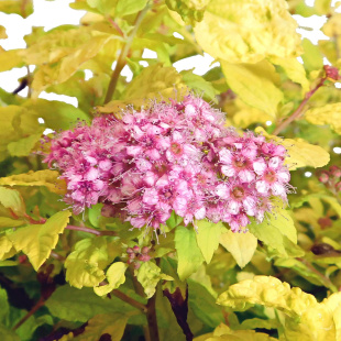 Спирея Голдмаунд (Goldmound)