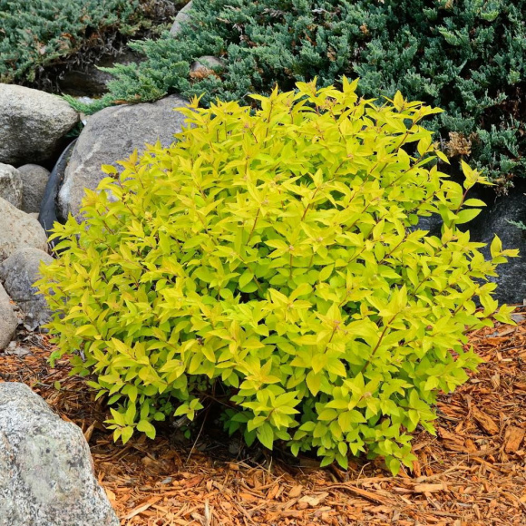 Спирея Голдмаунд (Goldmound) купить с доставкой Спирея Голдмаунд (Goldmound) купить с доставкой