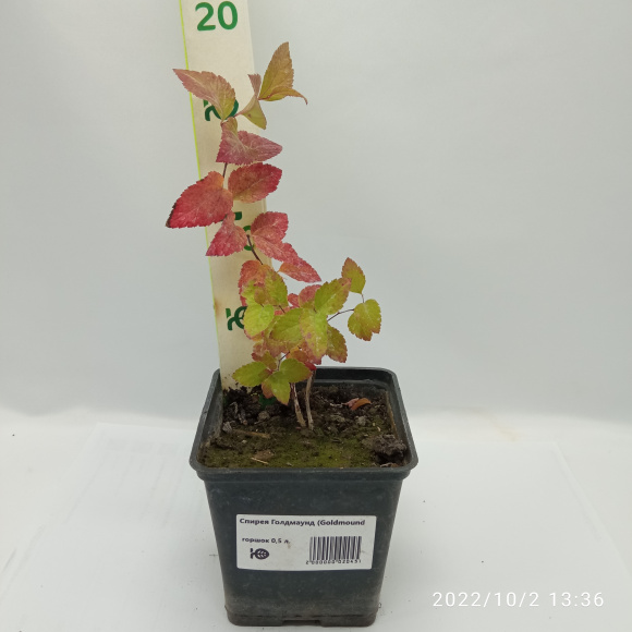 Спирея Голдмаунд (Goldmound) купить с доставкой Спирея Голдмаунд (Goldmound) купить с доставкой