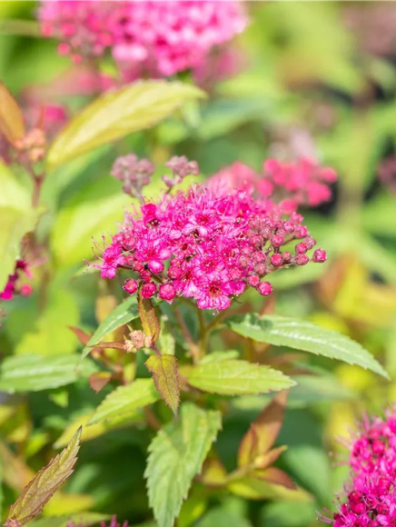 Спирея Дартс Ред (Dart's Red) купить с доставкой