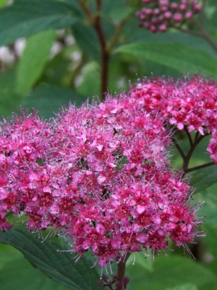 Спирея Дартс Ред (Dart's Red) Спирея Дартс Ред (Dart's Red)