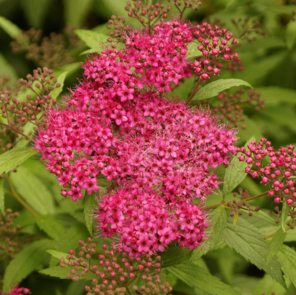 Спирея Дартс Ред (Dart's Red) купить с доставкой