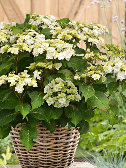 Гортензия Допио Бьянко (Doppio Bianco) крупнолистная купить с доставкой