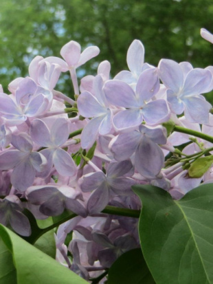 Сирень Ладога