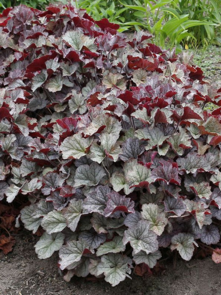 Гейхера Нозен Эксплуожен Сильвер (Northern Exposure Silver) купить с доставкой