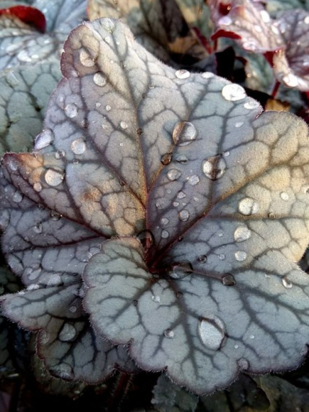 Гейхера Нозен Эксплуожен Сильвер (Northern Exposure Silver) купить с доставкой