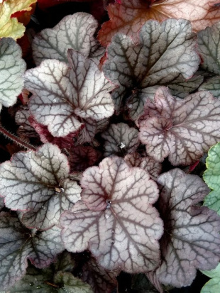 Гейхера Нозен Эксплуожен Сильвер (Northern Exposure Silver) Гейхера Нозен Эксплуожен Сильвер (Northern Exposure Silver)