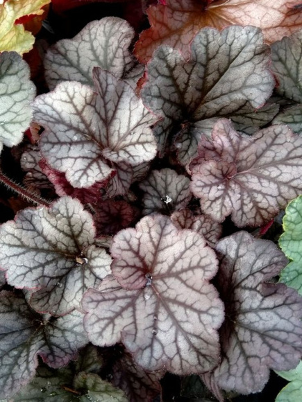 Гейхера Нозен Эксплуожен Сильвер (Northern Exposure Silver) купить с доставкой