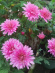 Хризантема корейская Звезда Подмосковья купить с доставкой