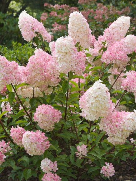 Гортензия Ванилла Фрейз (Vanille Fraise) метельчатая купить с доставкой Гортензия Ванилла Фрейз (Vanille Fraise) метельчатая купить с доставкой