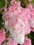 Гортензия Ванилла Фрейз (Vanille Fraise) метельчатая