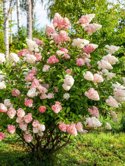 Гортензия Ванилла Фрейз (Vanille Fraise) метельчатая купить с доставкой Гортензия Ванилла Фрейз (Vanille Fraise) метельчатая купить с доставкой