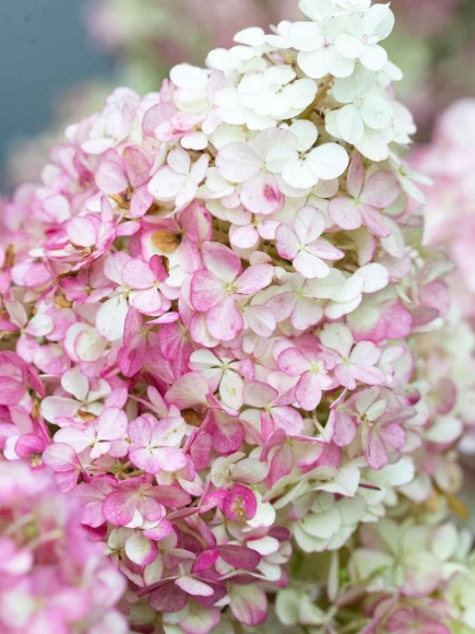 Гортензия Ванилла Фрейз (Vanille Fraise) метельчатая купить с доставкой Гортензия Ванилла Фрейз (Vanille Fraise) метельчатая купить с доставкой