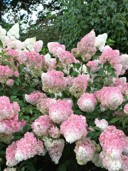 Гортензия Ванилла Фрейз (Vanille Fraise) метельчатая купить с доставкой Гортензия Ванилла Фрейз (Vanille Fraise) метельчатая купить с доставкой