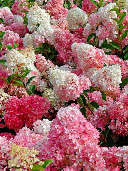 Гортензия Ванилла Фрейз (Vanille Fraise) метельчатая купить с доставкой Гортензия Ванилла Фрейз (Vanille Fraise) метельчатая купить с доставкой