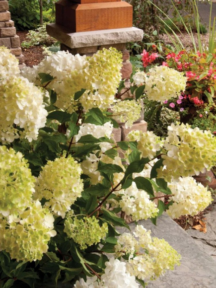 Гортензия Ванилла Фрейз (Vanille Fraise) метельчатая купить с доставкой Гортензия Ванилла Фрейз (Vanille Fraise) метельчатая купить с доставкой