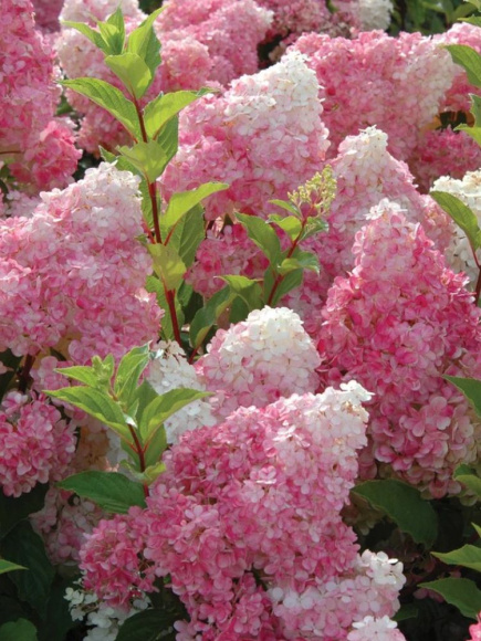 Гортензия Ванилла Фрейз (Vanille Fraise) метельчатая купить с доставкой Гортензия Ванилла Фрейз (Vanille Fraise) метельчатая купить с доставкой