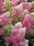 Гортензия Ванилла Фрейз (Vanille Fraise) метельчатая