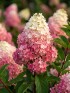 Гортензия Ванилла Фрейз (Vanille Fraise) метельчатая