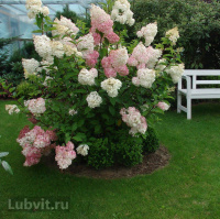 Гортензия Ванилла Фрейз (Vanille Fraise)