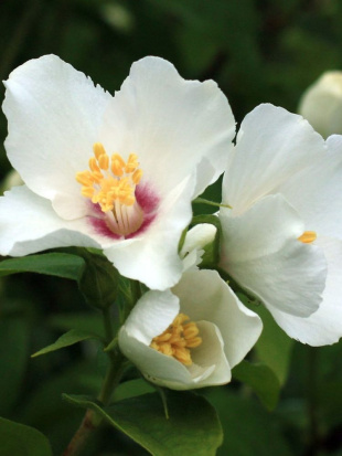 Чубушник Необычный