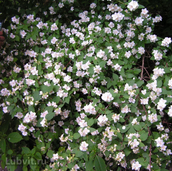 Чубушник Необычный купить с доставкой