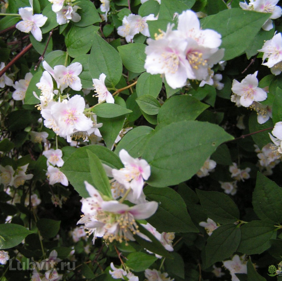 Чубушник Необычный купить с доставкой