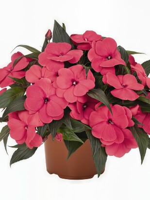 Бальзамин Магнум Хот Пинк (Magnum Hot Pink) Бальзамин Магнум Хот Пинк (Magnum Hot Pink)