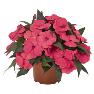 Бальзамин Магнум Хот Пинк (Magnum Hot Pink)