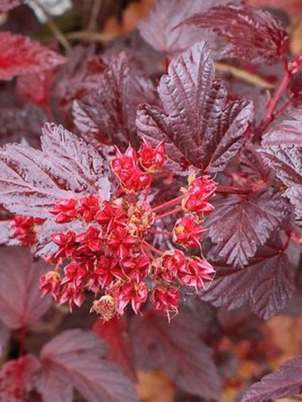 Пузыреплодник Красный (Red) купить с доставкой