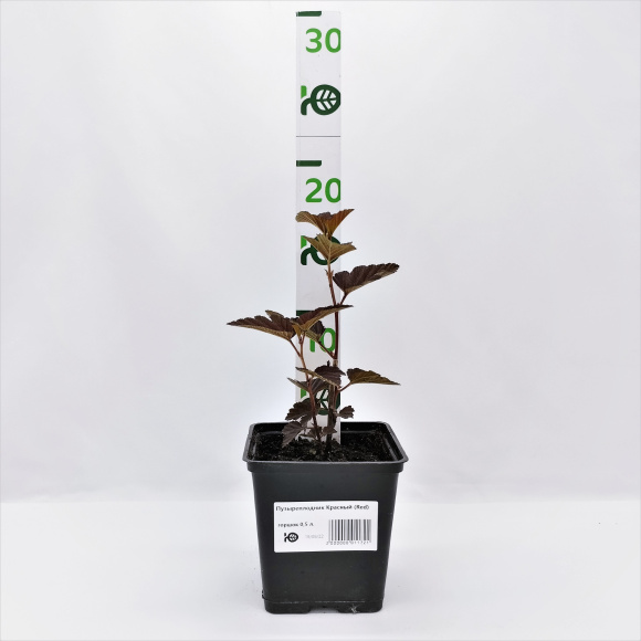 Пузыреплодник Красный (Red) купить с доставкой