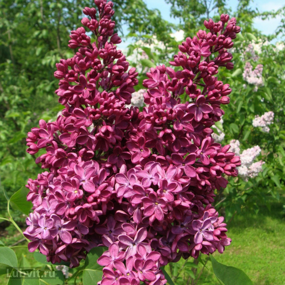 Сирень Знамя Ленина купить с доставкой Сирень Знамя Ленина купить с доставкой