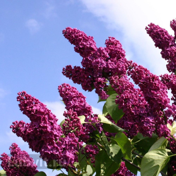 Сирень Знамя Ленина купить с доставкой Сирень Знамя Ленина купить с доставкой