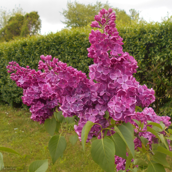 Сирень Знамя Ленина купить с доставкой Сирень Знамя Ленина купить с доставкой
