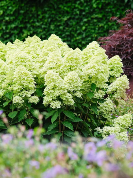 Гортензия Мэджикал Лайм Спаркл (Magical Lime Sparkle) метельчатая купить с доставкой Гортензия Мэджикал Лайм Спаркл (Magical Lime Sparkle) метельчатая купить с доставкой